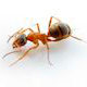 disinfestazione formiche