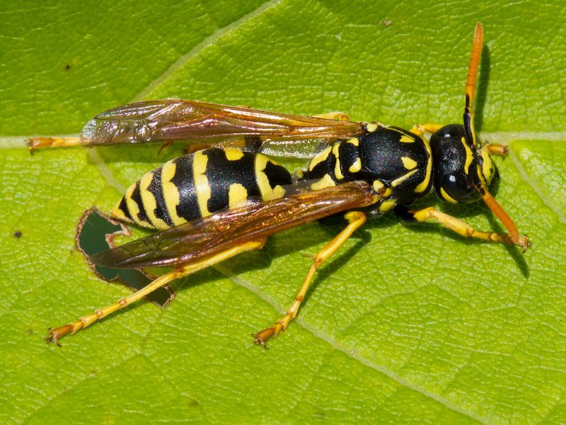 insetto infestante vespa
