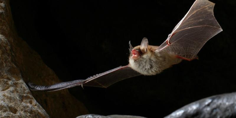 Pipistrelli per il controllo dei parassiti