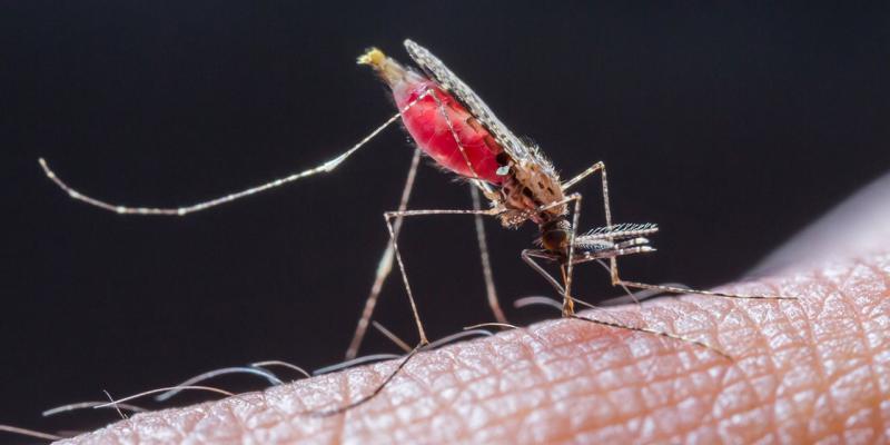 zanzara anofele e malaria