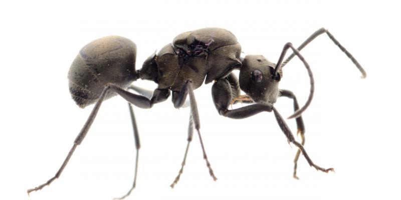 parassita formiche