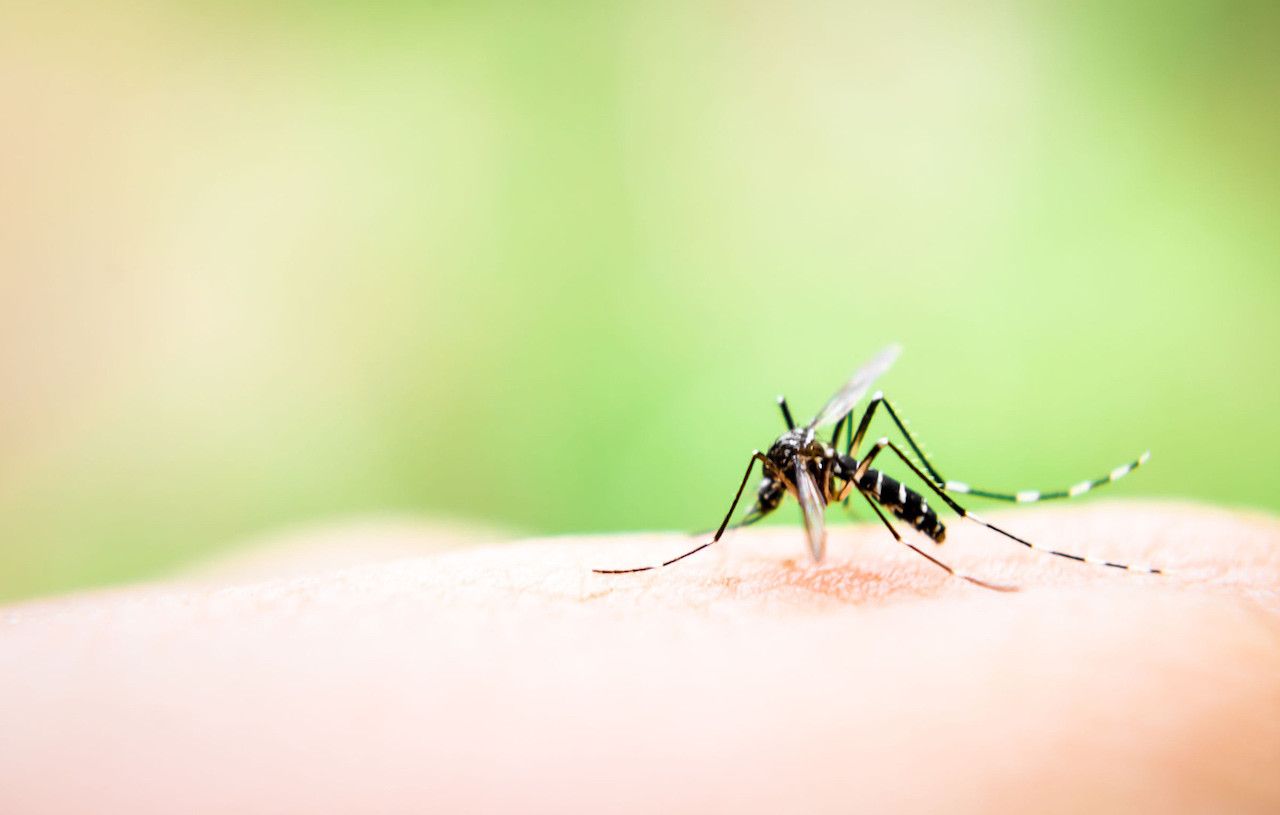 trasmissione patogeni zanzara