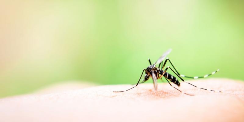 infezioni da zanzare