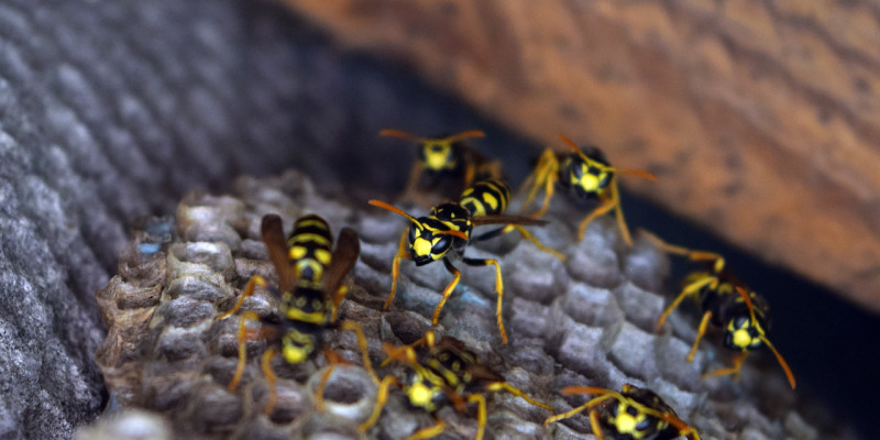 proteggersi da vespe e calabroni