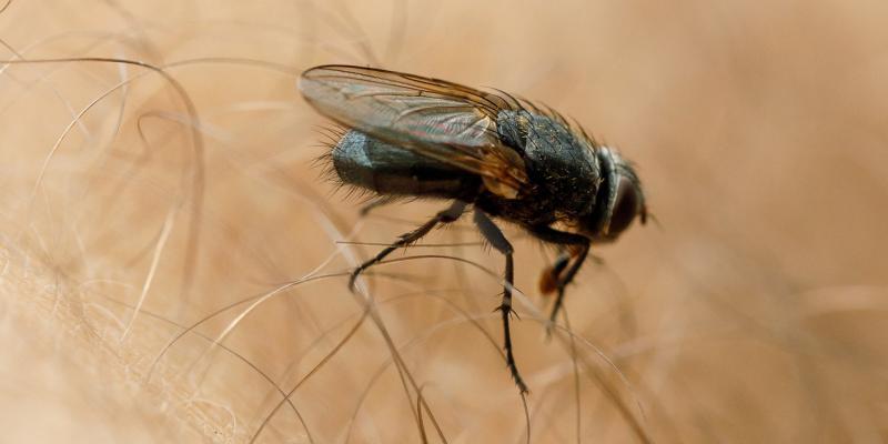 zanzare e mosche in aumento