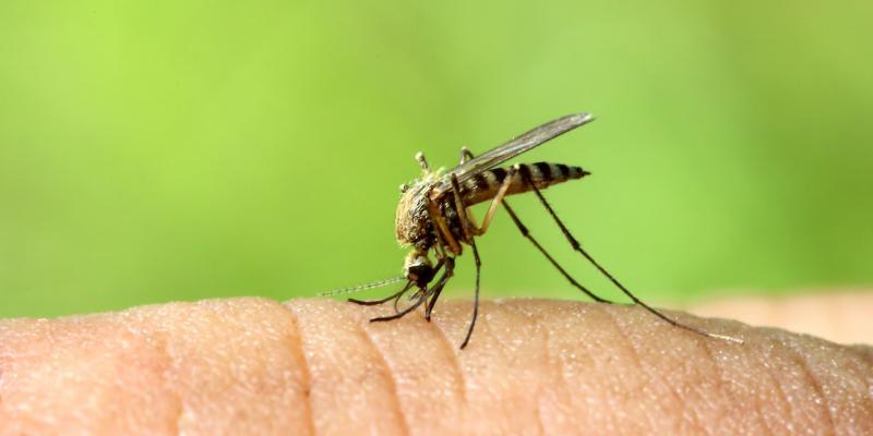 zanzare tropicali