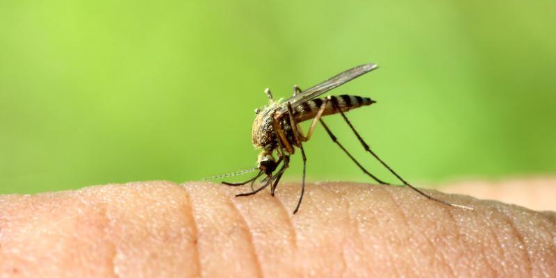evitare punture di zanzare