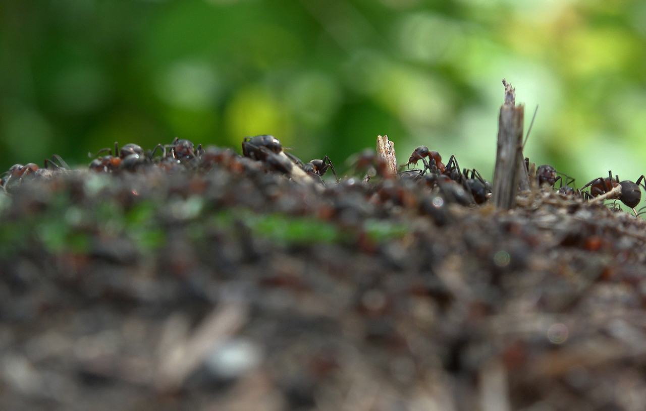 invasione formiche in casa