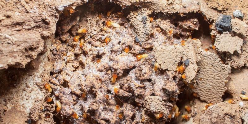 termiti proteggono dalla siccità
