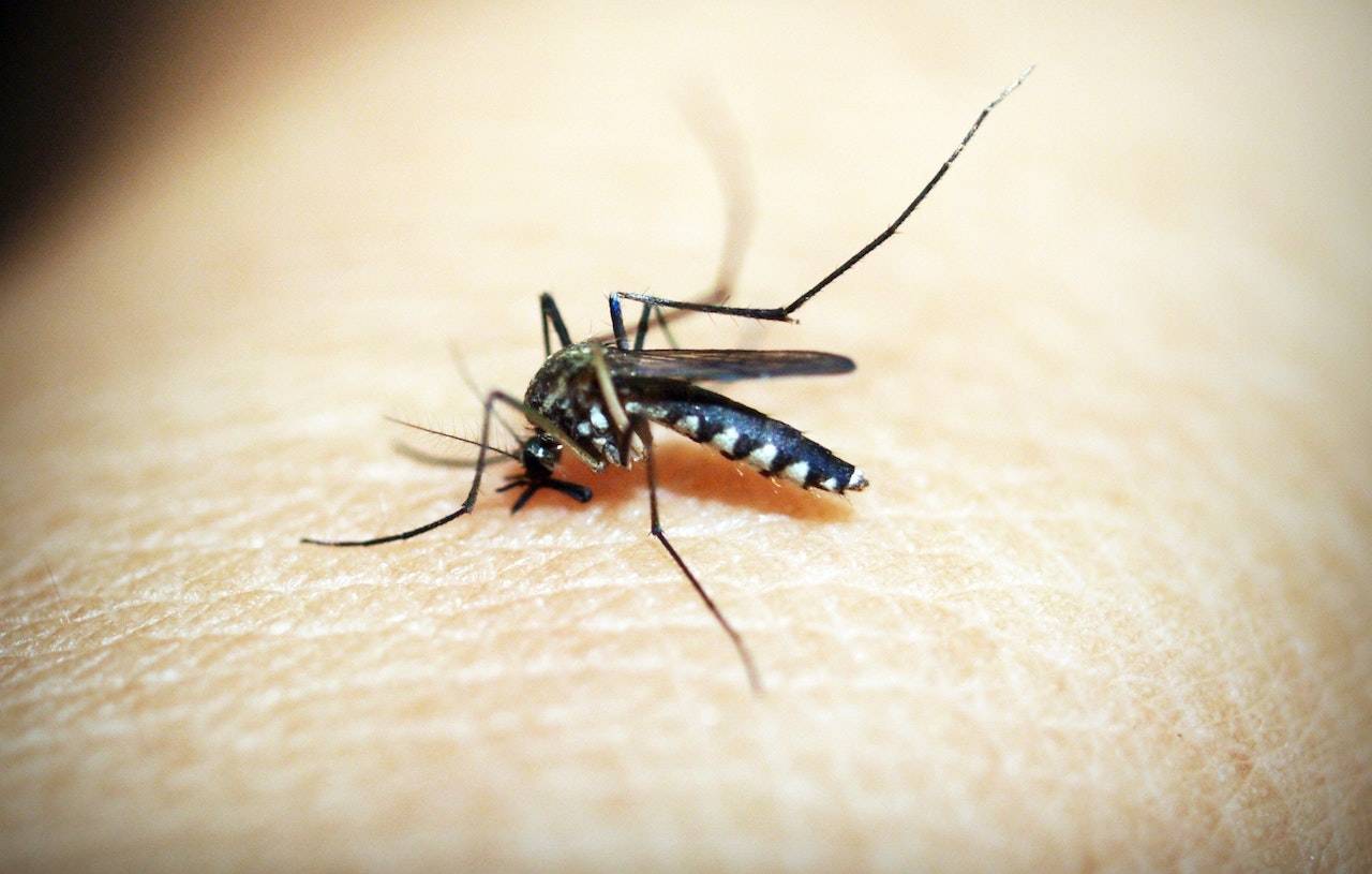 punture zanzara