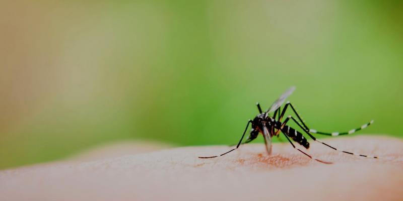 punture zanzara colpiscono persone