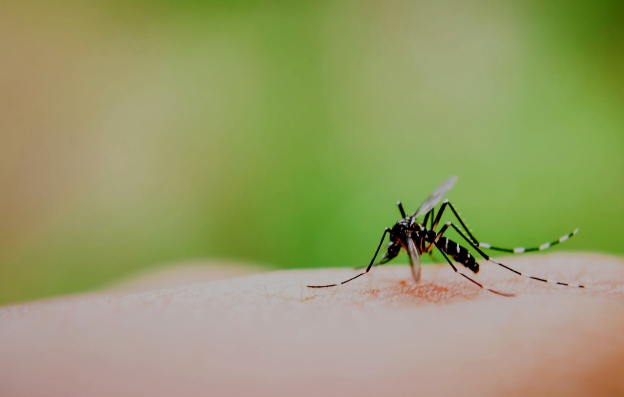 punture zanzara colpiscono persone