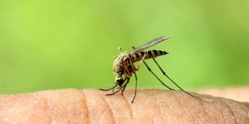 scomparsa definitiva zanzare