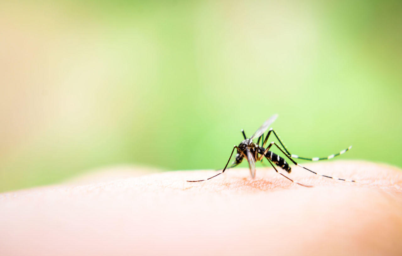 cosa attira le zanzare