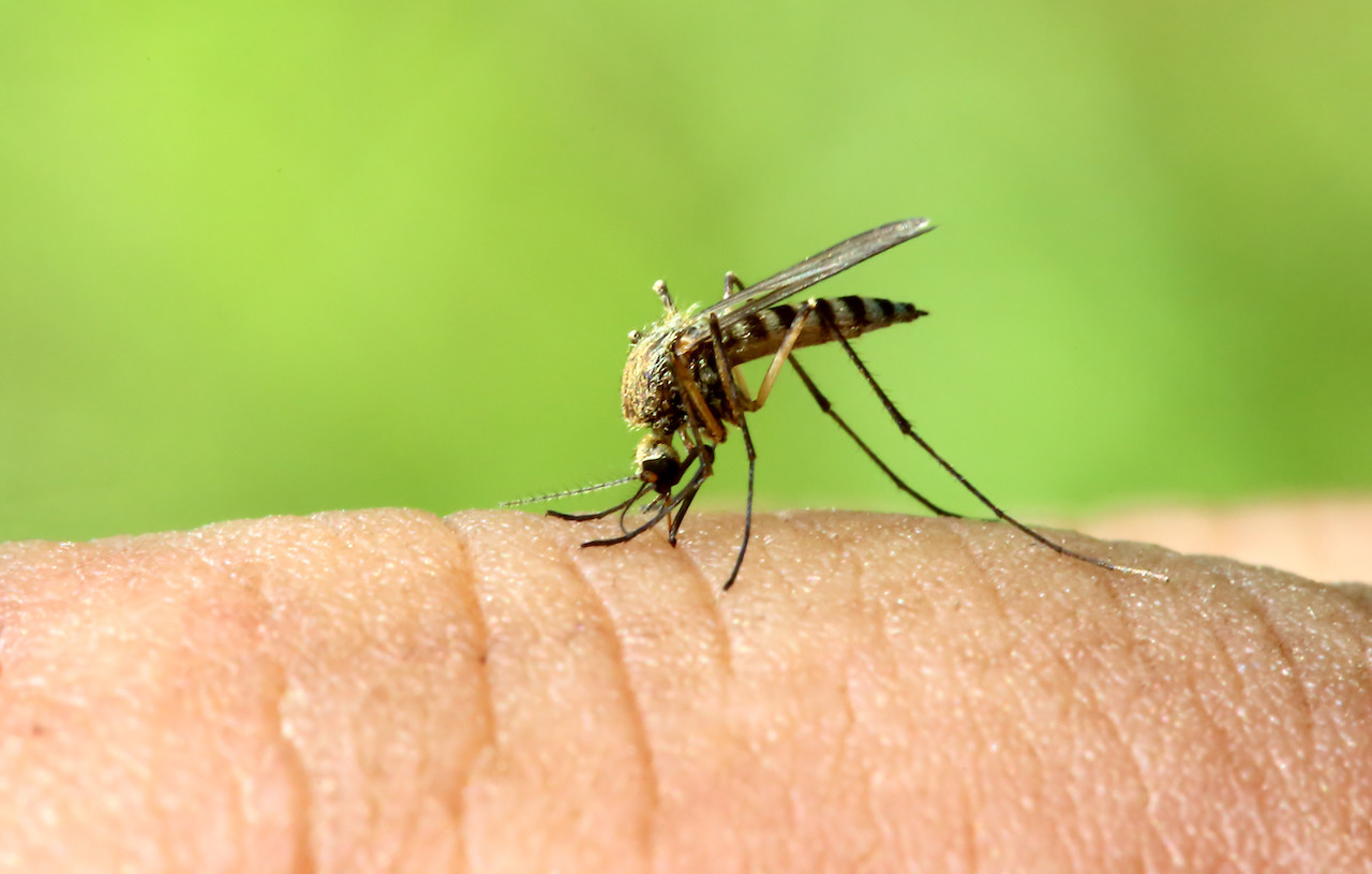 come le zanzare scelgono le loro vittime