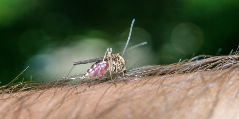 Allergia alle zanzare
