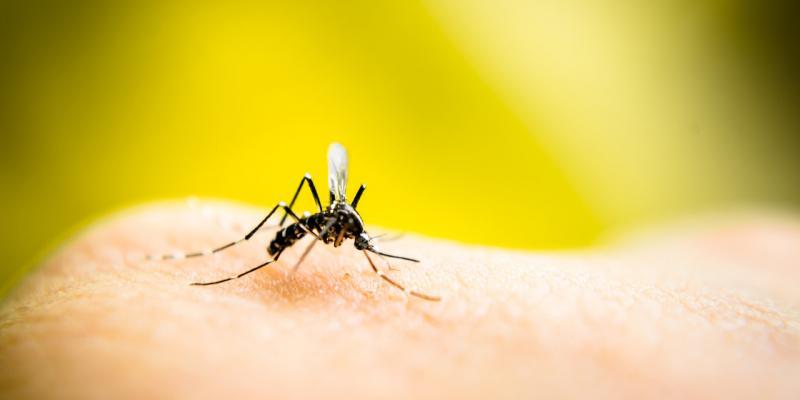virus mortale zanzare