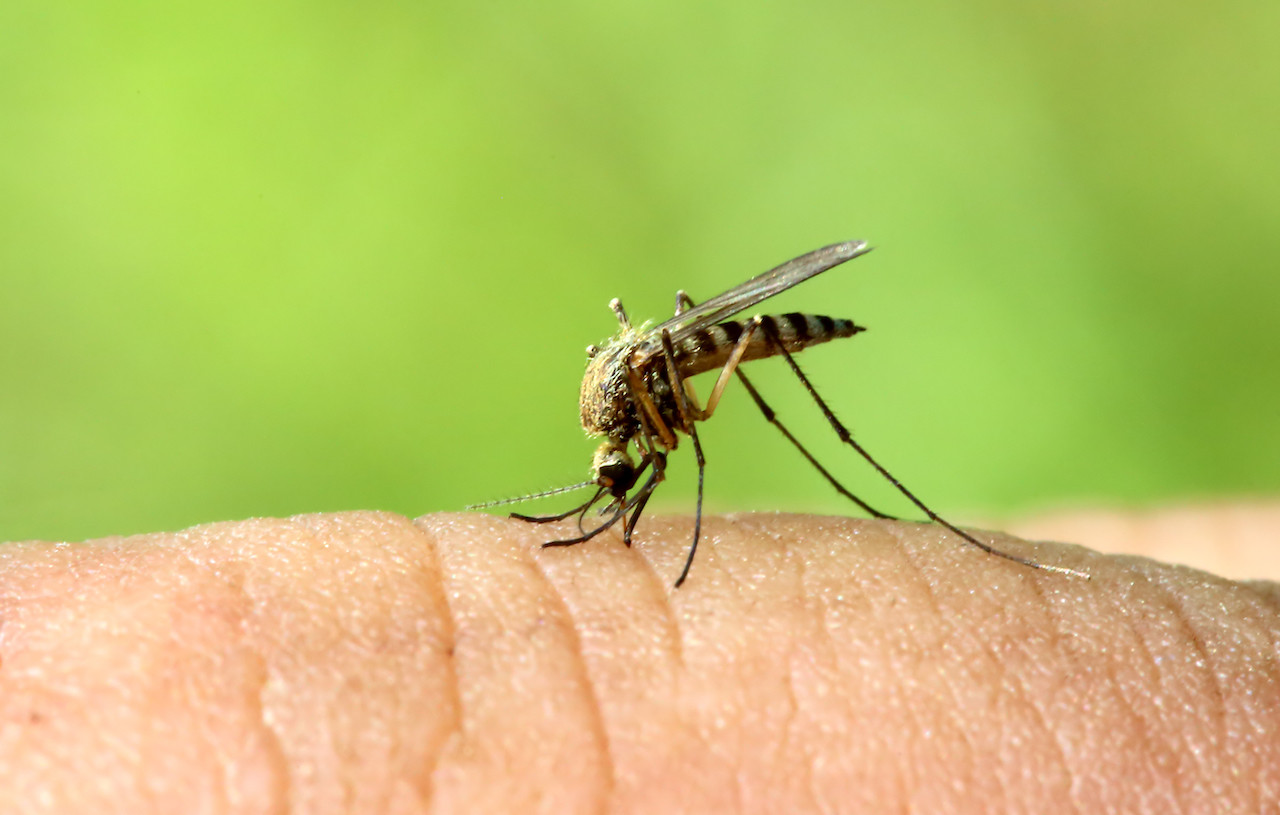 liberarsi dalle zanzare