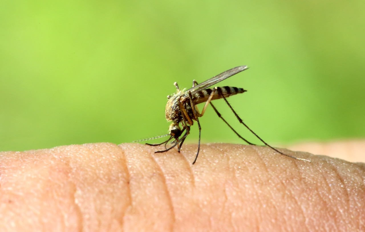 allerta virus zanzare