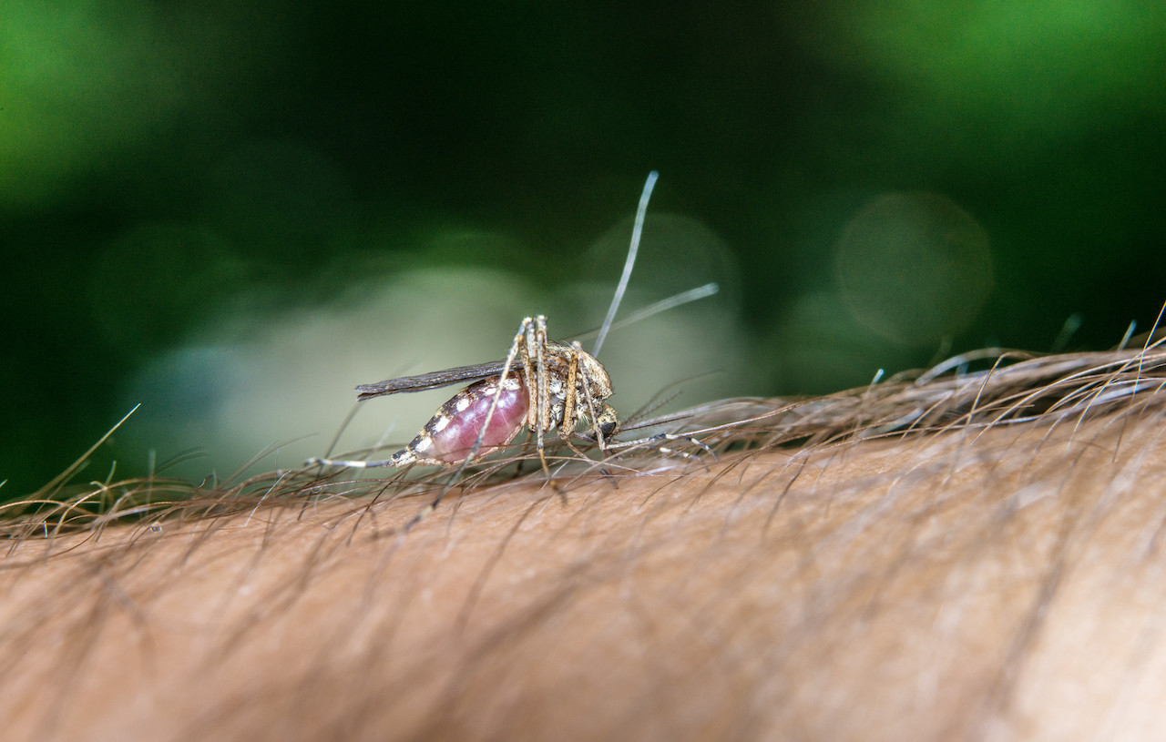 zanzare portatrici di malaria