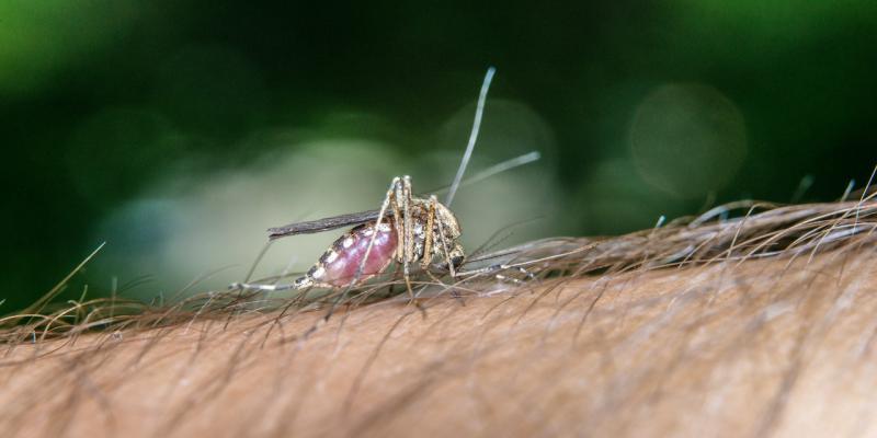batterio nelle zanzare