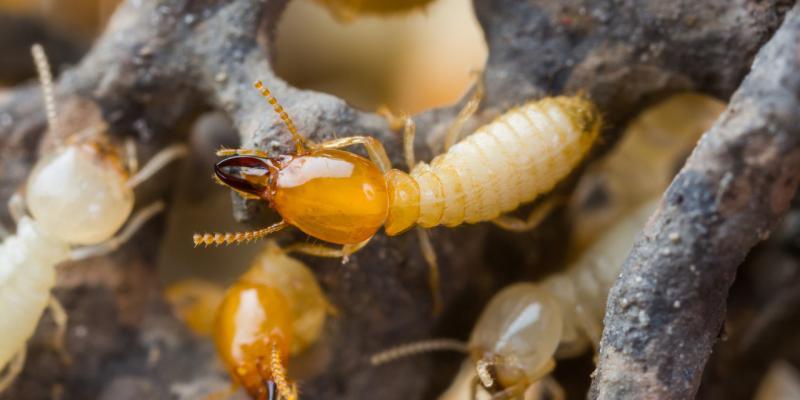influenza termiti sugli ecosistemi