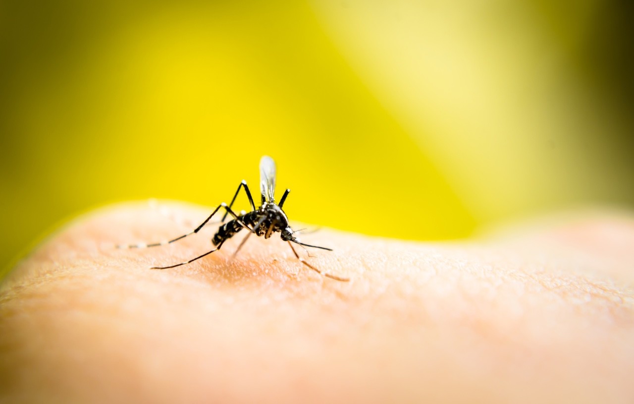 create zanzare immuni alla dengue