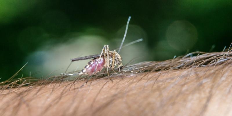 Female mosquito drinks blood from hands of man.