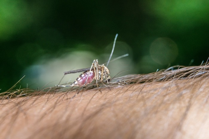 laser individua zanzare