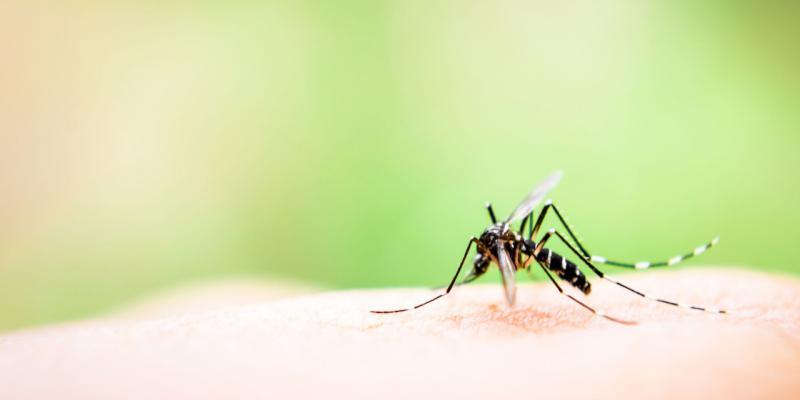 curiosità sulle zanzare