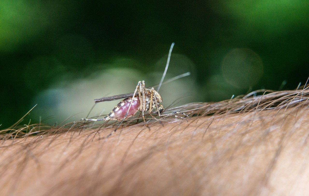 difendersi dalle punture di zanzare