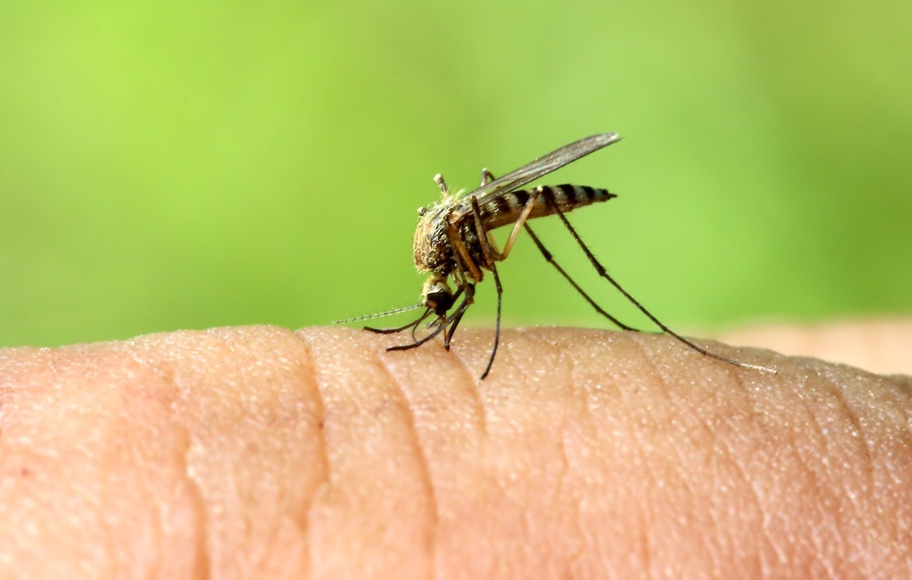 i droni come soluzione al problema delle zanzare