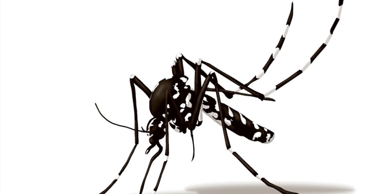 la zanzara tigre non trasmette il coronavirus