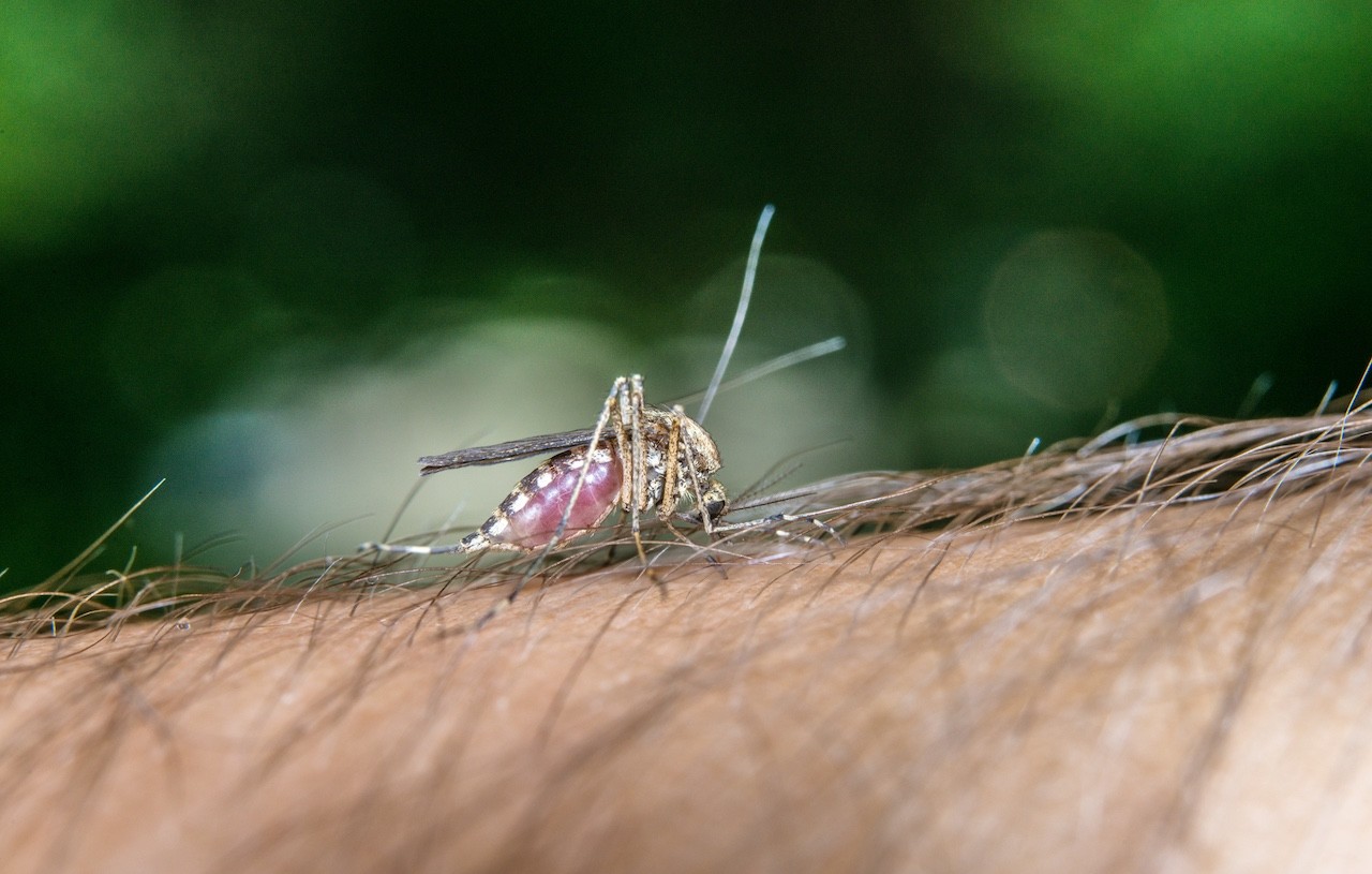 cambiamenti climatici fanno aumentare rischio malaria