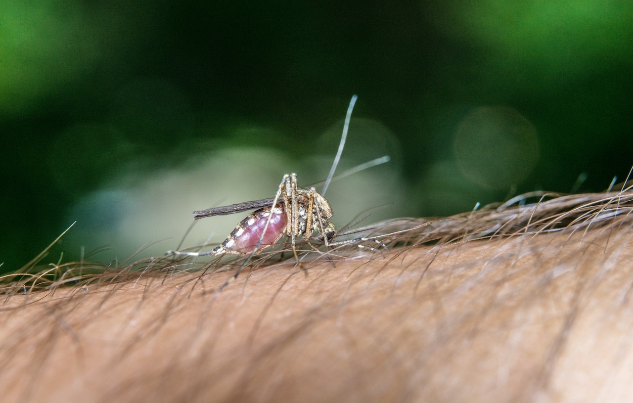diffusione malattie zanzare