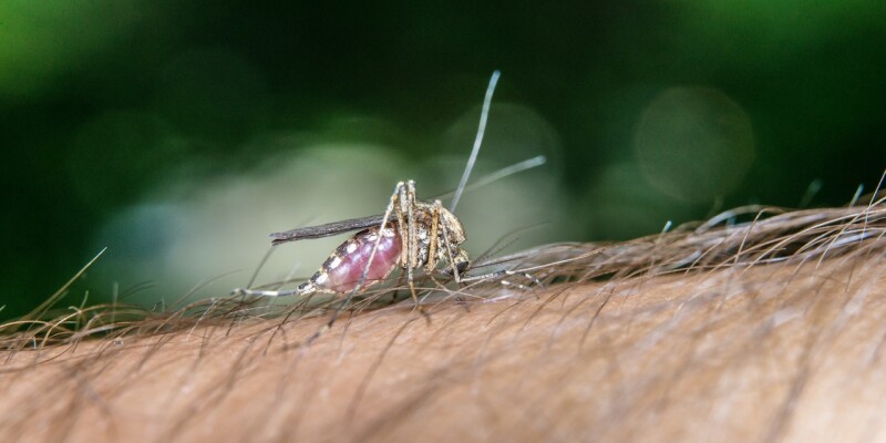 diffusione mondiale della zanzara