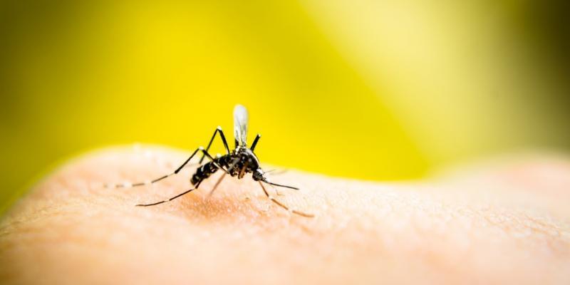zanzare di città e virus zika