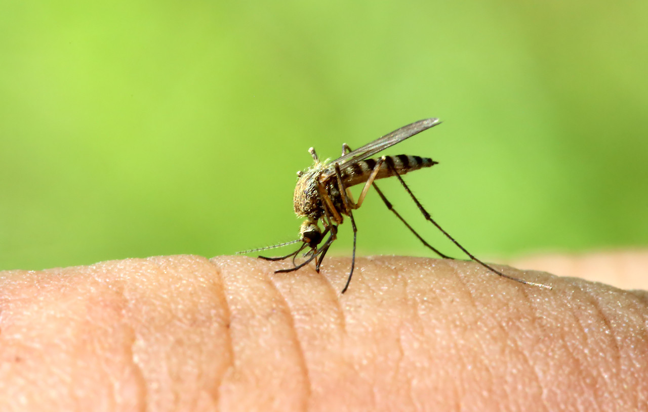comprendere come ci annusano le zanzare