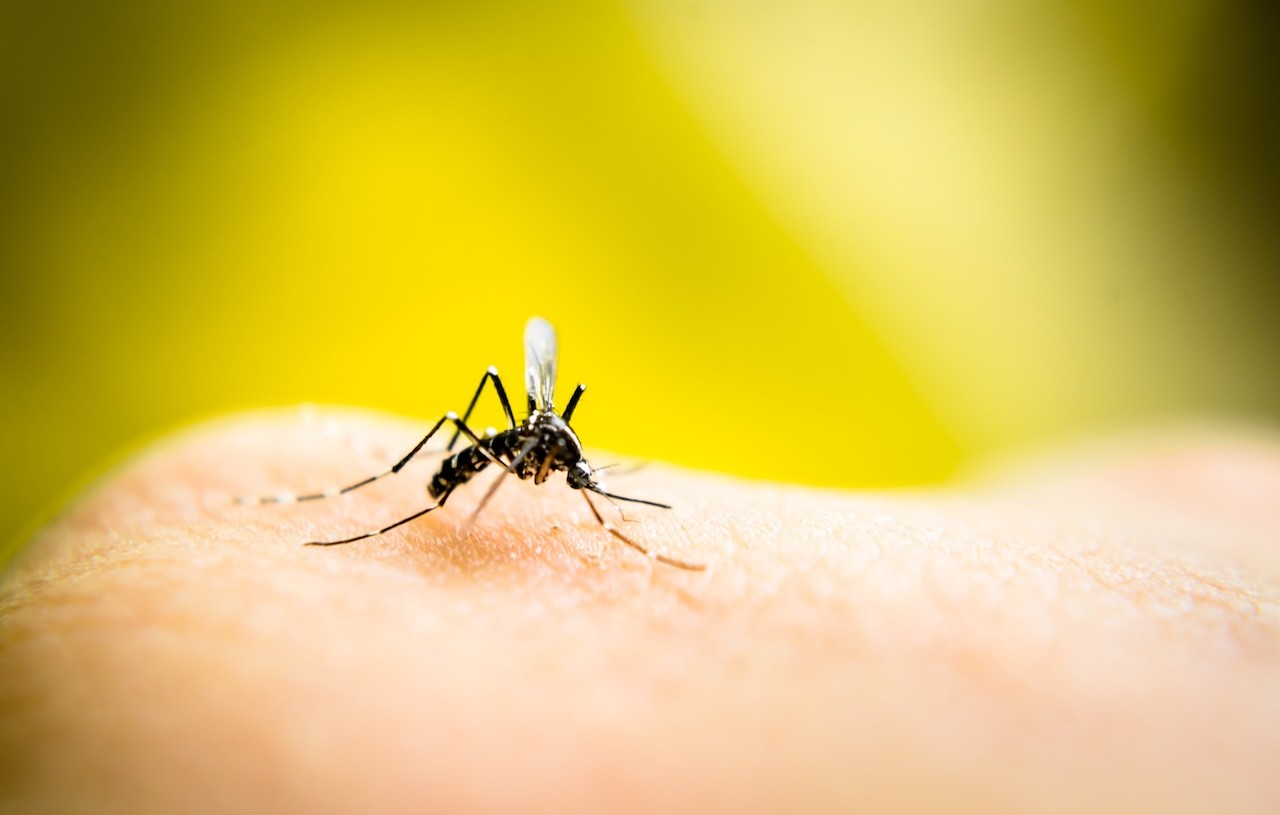 clima influenza il comportamento delle zanzare