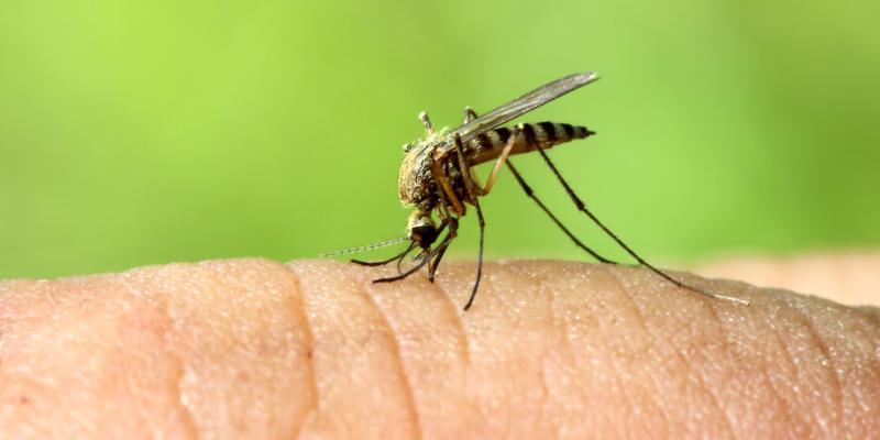 una nuova zanzara della malaria