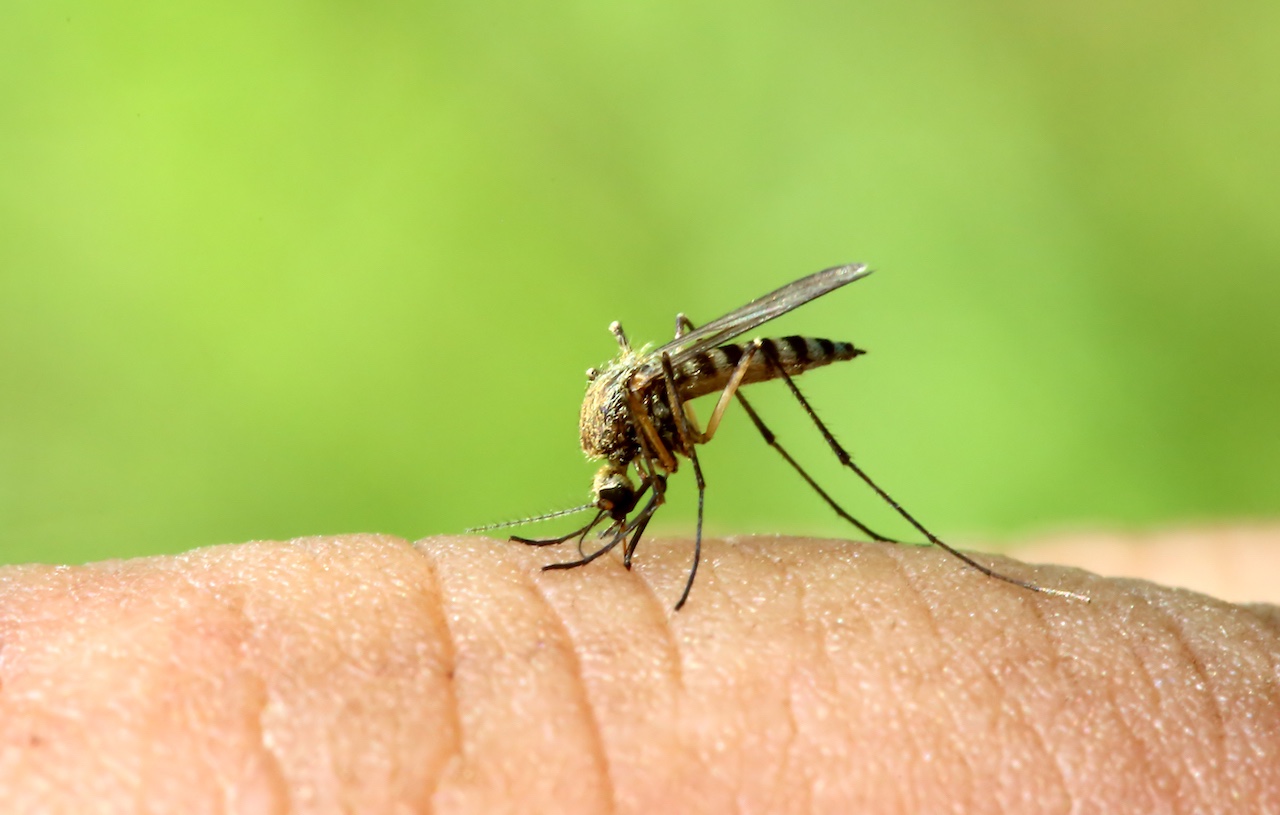 le zanzare possono salvarci