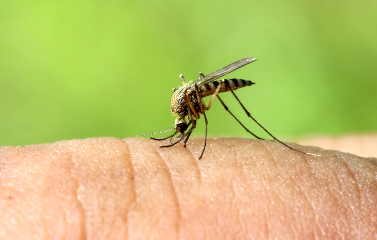zanzara coreana individuata in Italia