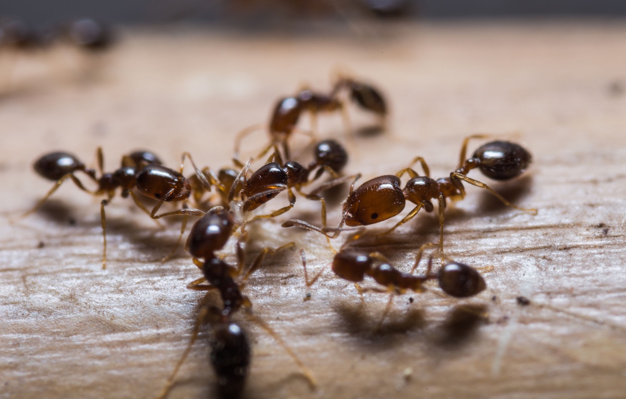 allontanare formiche dalla cucina