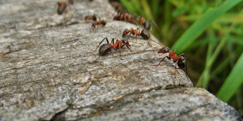 allontanare le formiche dalla propria abitazione