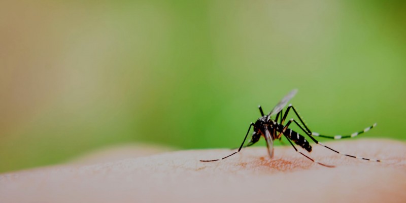 debellare zanzare portatrici di malaria