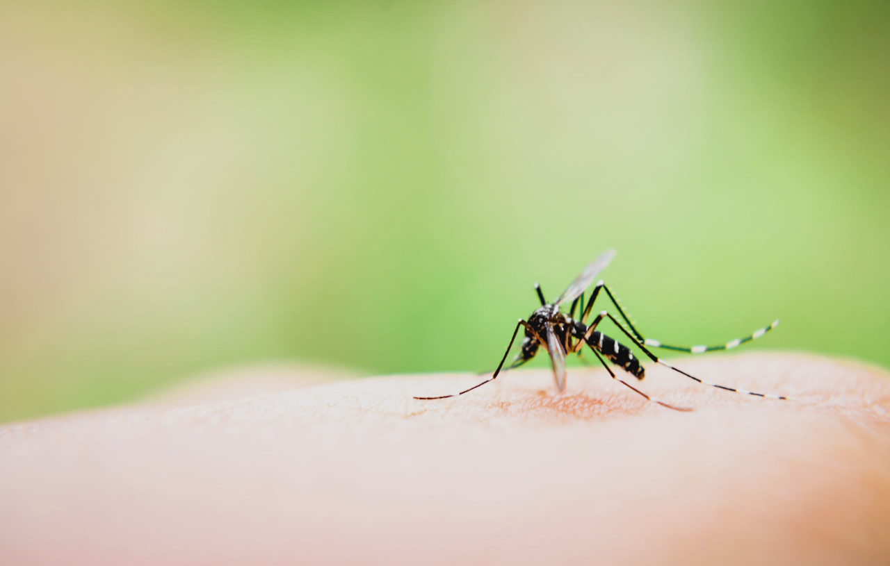 sterilizzare le zanzare per combattere le malattie