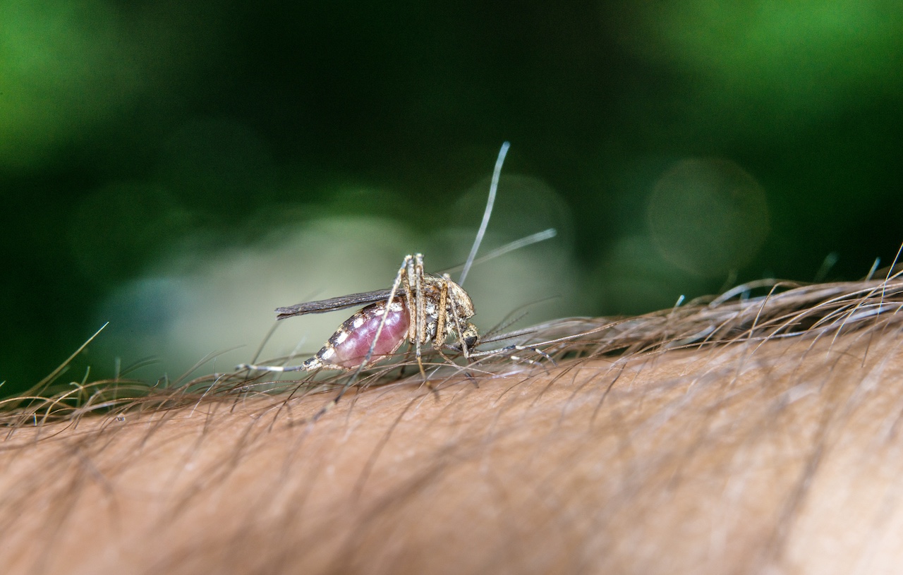 batterio per eliminare le zanzare