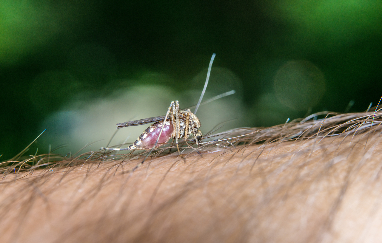 epidemia trasmessa da zanzare