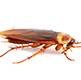 disinfestazione blatte
