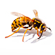 disinfestazione vespe